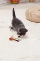 😻90 CM KEDİ OYUN OLTASI - dibidip 