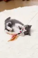😻90 CM KEDİ OYUN OLTASI - dibidip 