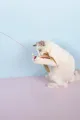 😻90 CM KEDİ OYUN OLTASI - dibidip 