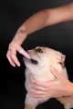 🐶EVCİL HAYVAN DİŞ KAŞIMA FIRÇASI - dibidip 