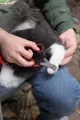 ✂️KEDİ KÖPEK TIRNAK MAKASI - dibidip 