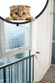 😺VANTUZLU KEDİ OYUN OLTASI - dibidip 